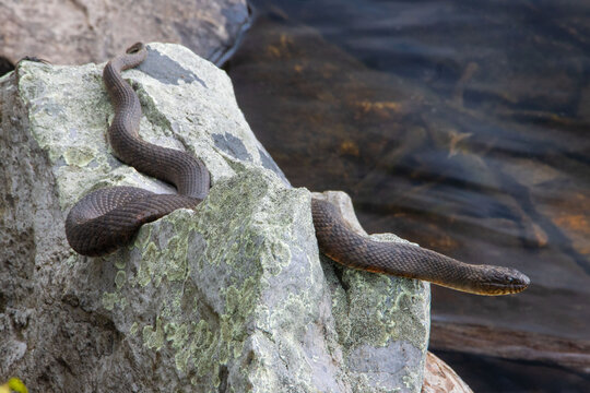 water snake nerodia sipedon rests on a lichen covered rock with head above water surface
