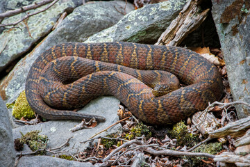 Fototapeta premium coiled female clear pattern banded water snake nerodia sipedon stays on the rocks in mating season