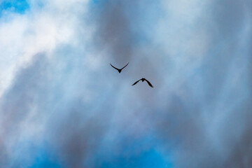 Fototapeta premium A duo of dark wings arcs through moody clouds while blue windows appear behind. The scene holds graceful movement and a feeling of shared travel across a living sky