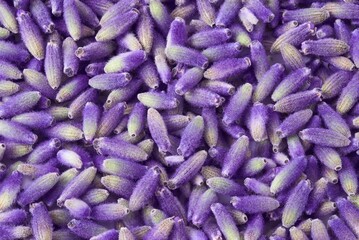 Lavender flowers closeup background or backdrop