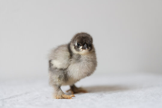 A freshly hatched baby chick on a white background 