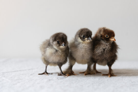Freshly hatched baby chicks on a white background.