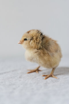 A freshly hatched baby chick on a white background 