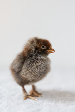 A freshly hatched baby chick on a white background 