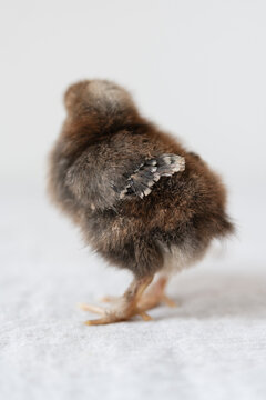 A freshly hatched baby chick on a white background 