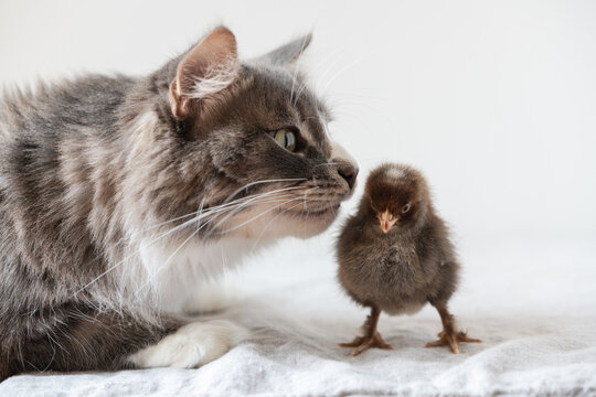 A curious kitty sniffing a baby chick.