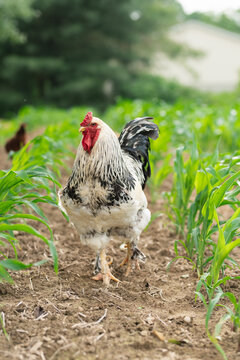 A light brahma rooster free ranging in a corn field. 