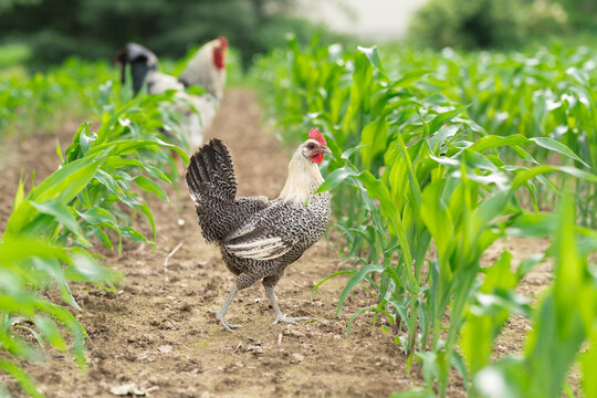 A Free ranging Egyptian Fayoumis chicken  in a corn field. 
