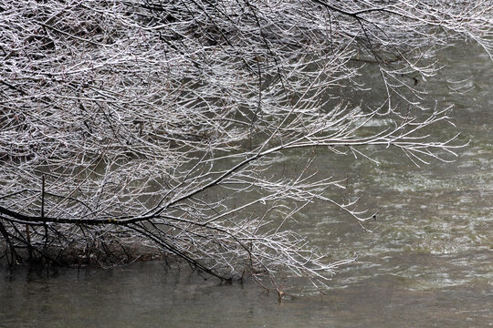 A single snowy bough extends over moving water showing delicate buds and glossy arcs. The river glides beneath with quiet strength and the scene captures a tender pause in winter
