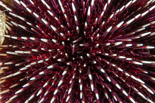 Violet Armor &ndash; Sphaerechinus granularis Spine Detail