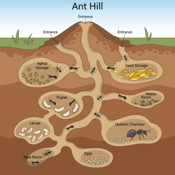 Educational cross section diagram of an ant hill showing tunnels, queen chamber, larvae, pupae, seed storage and waste room underground hand drawn schematic vector. Science educational illustration