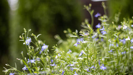 Fototapeta premium Delicate summer garden flowers of Iberia, blurred background. Natural color background.
