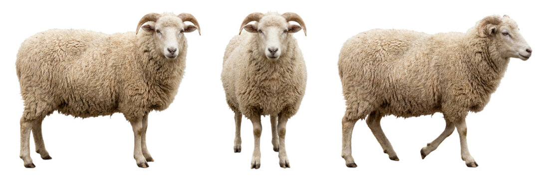 Sheep isolated on transparent background