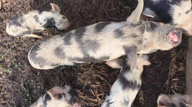 Hungry Kune Kune Pigs Looking Up and Waiting for Food on a Farm