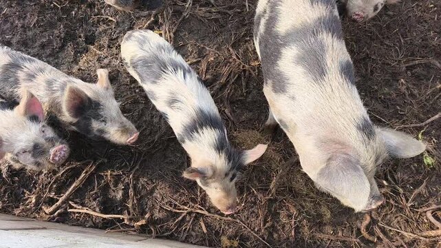 Hungry Kune Kune Pigs Looking Up and Waiting for Food on a Farm