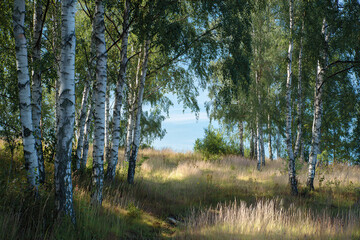 Fototapeta premium Birch grove - colorful background illustration.