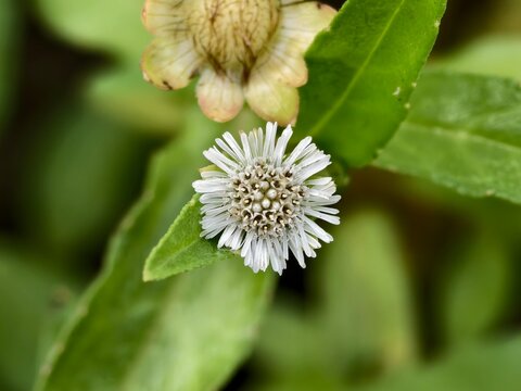Eclipta prostrata flower with blurred background