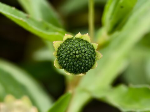 Eclipta prostrata flower with blurred background