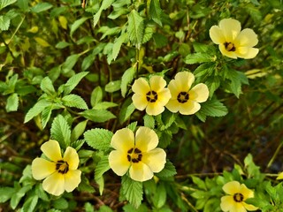 damiana flower in the morning 