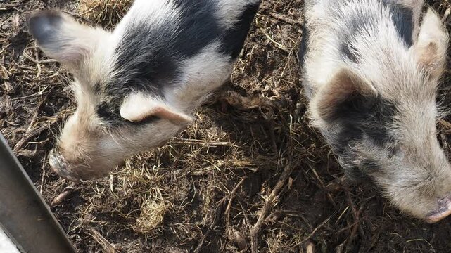 Close-up Detail of Kune Kune Pig Snout and Head on a Farm
