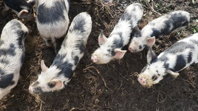 Close-up Detail of Kune Kune Pig Snout and Head on a Farm
