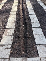 Fototapeta premium Planting garlic in a garden bed in autumn, dug up soil in the garden, organic farming.