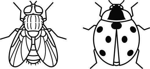 Black and white line drawing illustration of fly and ladybug insects, showcasing entomology details, biology education, insect anatomy, and scientific design for learning resources. © Mst