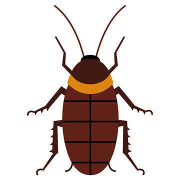 Wingless Brown Cockroach Nymph Clipart Isolated on Transparent Background