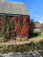Maiden grapes with red leaves grow on a house, dacha in autumn.