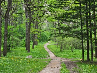 Obraz premium footpath in the forest