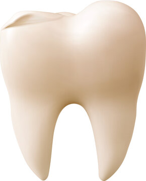 Yellow Tooth Model