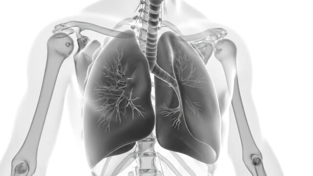 3D Medical Animation of Human Lungs Breathing Process