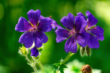 Mayflower, geranium sylvaticum, wood cranesbill
