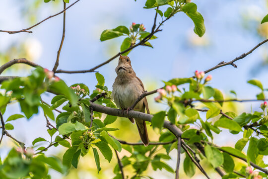 Thrush Nightingale, Luscinia luscinia. A bird sits on a tree branch and sings