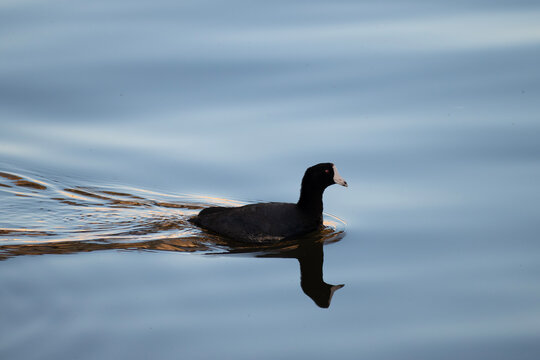American Coot on smooth water