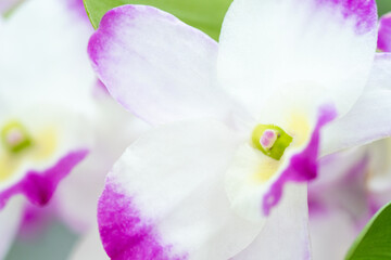 orchid flower