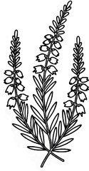 Delicate outline drawing of three blooming heather sprigs