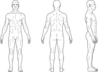 Full Body Human Male Anatomy Proportions and Muscular System Vector Illustration Showing Front Back and Side View Outline for Medical Education and Fitness Design