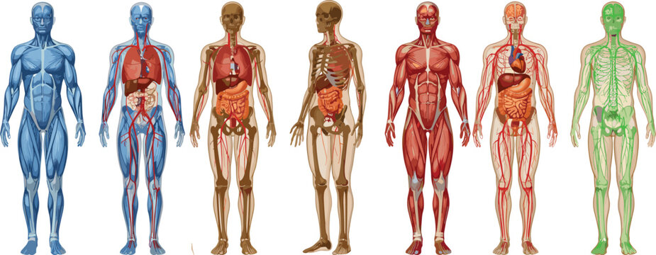 Human anatomy systems illustration showing muscular, skeletal, nervous, circulatory, digestive and lymphatic systems in full body medical diagram for education and healthcare reference