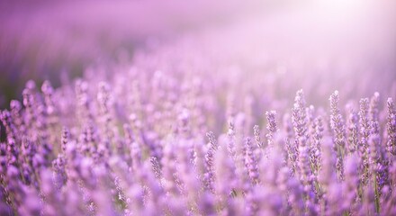 Fototapeta premium Lavender field with purple flowers blooming.