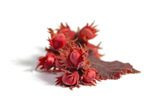 Fr&uuml;chte der Lambertshasel, Corylus maxima, vor wei&szlig;em Hintergrund