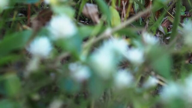 White flower green leaf garden weed wild plant in summer meadow nature soft focus macro closeup white blossom foliage detail outdoor field