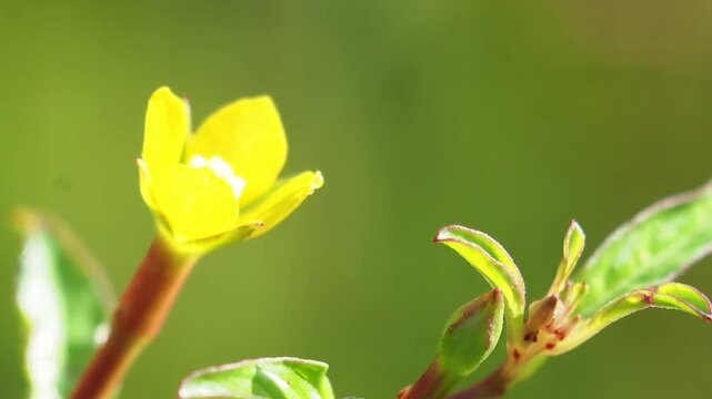 Yellow flower hyssopifolia macro, green background and nature garden, fresh leaf detail closeup beauty, soft focus peaceful mood in morning light