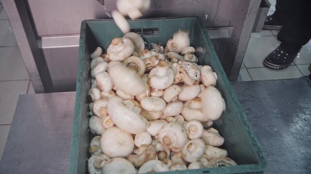 Batch of fresh white champignons falling from conveyor into green plastic box at food plant