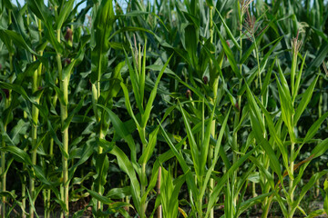Obraz premium Closeup of maize corn leaves in the agricultural plantation in the daylight. Young green cereal plant growing in the cornfield. Animal feed agricultural industry