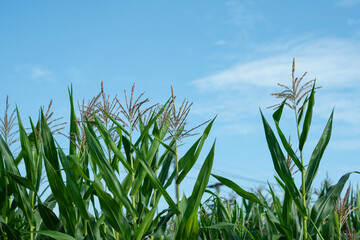 Obraz premium Fresh green corn orchard on a bright blue sky day