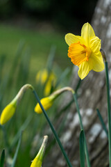 Fototapeta premium Yellow daffodil flowers in the garden