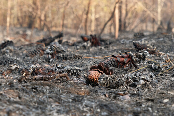 Burned pine cone after a forest fire in ash © Carrie