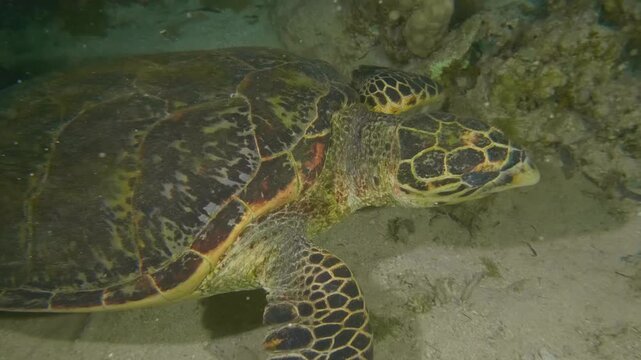 Overlapping scutes and cream-brown shell patterns of Hawksbill turtle visible as it swims through reef waters.