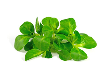 Obraz premium Gewöhnlicher Feldsalat, Rapunzel, Valerianella locusta, vor weißem Hintergrund